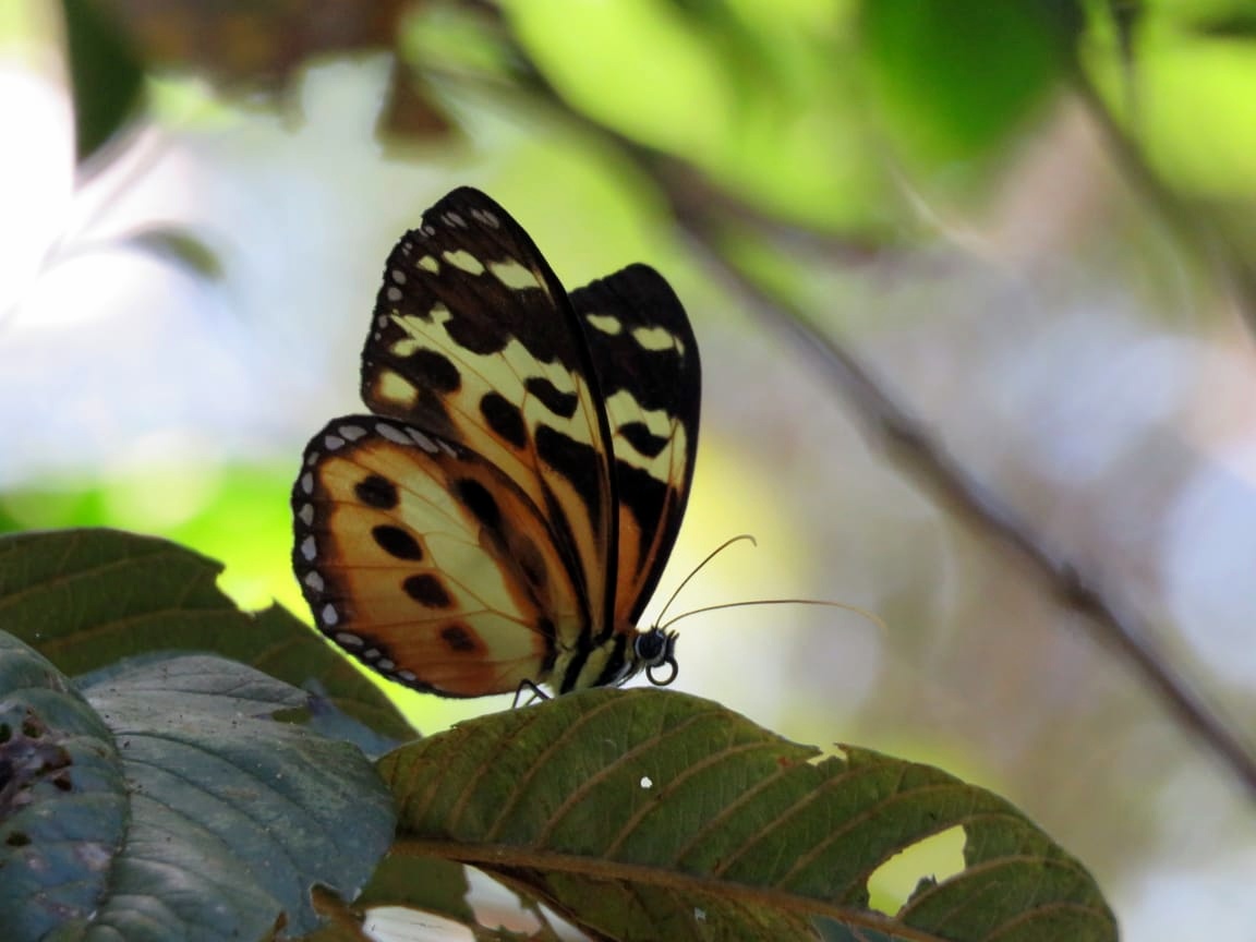 trilha ilha grande letícia nunes araujo
