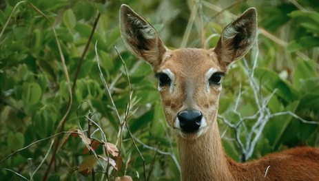 veado campeiro no parque nacional das emas