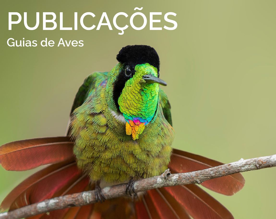 Publicações
