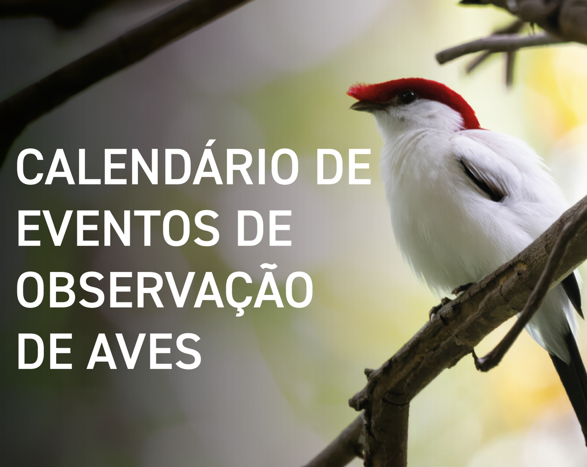 Calendário