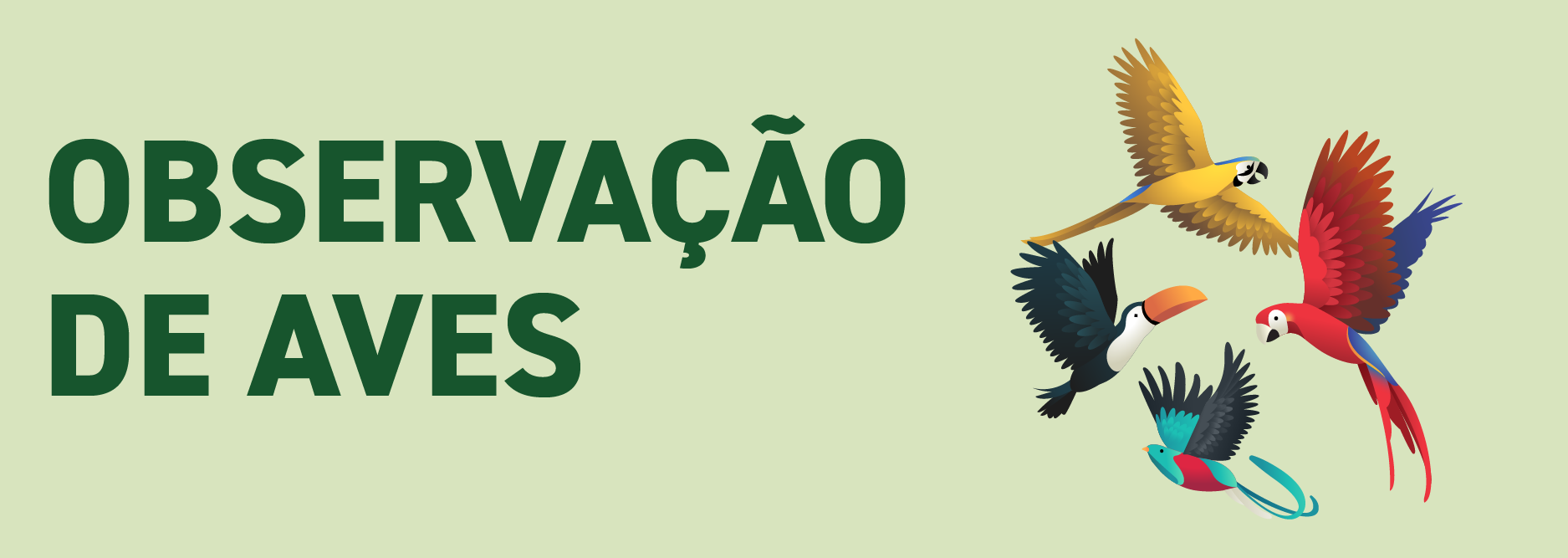 Observação de aves