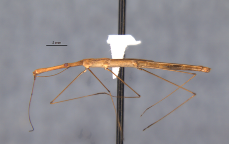 Nova espécie de percevejo semiaquático é registrada em reserva biológica do Paraná