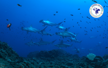 Aves, peixes, cetáceos e mamíferos: conheça as espécies apresentadas pelo Brasil na COP15 para inclusão na lista da CMS