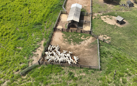 ICMBio deflagra operação de retirada de gado ilegal na Floresta Nacional do Jamanxim (PA)