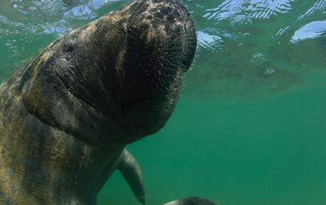 Projeto de modernização do EcoParque Peixe-Boi entra em fase decisiva e reforça oportunidades para o setor privado