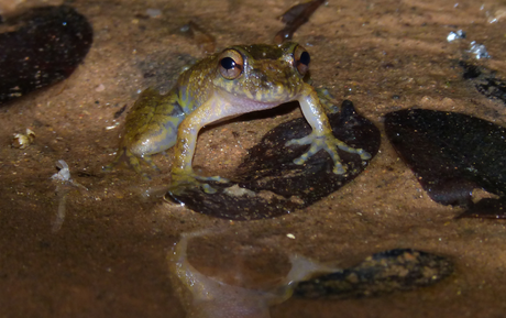 Nova espécie de anfíbio é descoberta no Brasil