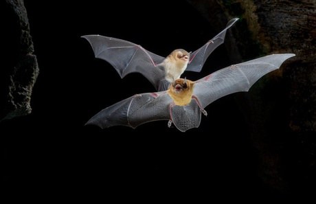 PAN Cavernas do Brasil confirma primeiras “bat caves” no Cerrado