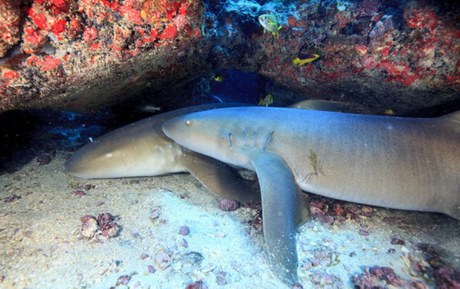 Brasil protagoniza proteção de tubarões e raias na COP20 da CITES