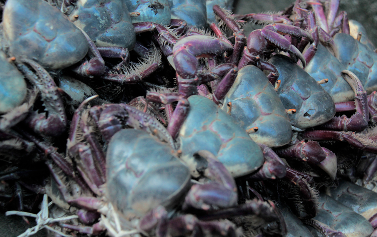 Períodos de defeso do caranguejo-uçá em 2026, nas regiões Norte e Nordeste, são definidos