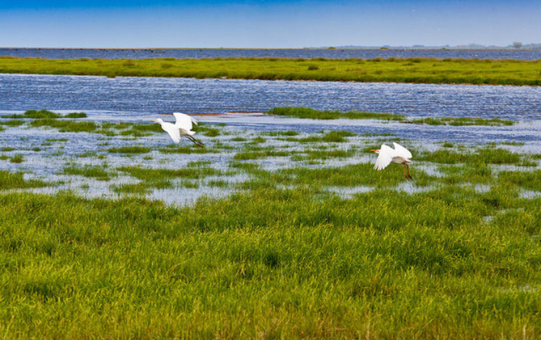 Pesquisa liderada por cientista do CBC/ICMBio destaca internacionalmente o papel crucial das pequenas áreas úmidas