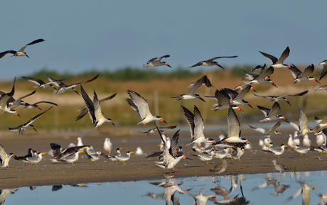 Parque Nacional da Lagoa do Peixe (RS) lança aplicativo gratuito voltado à observação de aves