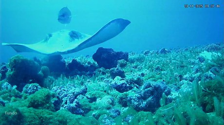 “ICMBio no mar aberto, no oceano profundo”: CEPENE integra a IX Expedição Aos Montes Oceânicos Da Cadeia De Fernando De Noronha