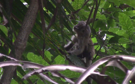 Filhote de macaco-prego com leucismo é registrado no Parque Nacional de Ubajara (CE)