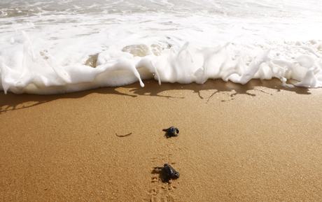 “Tartaruga vovó” volta a desovar após 37 anos e destaca conservação marinha no Brasil