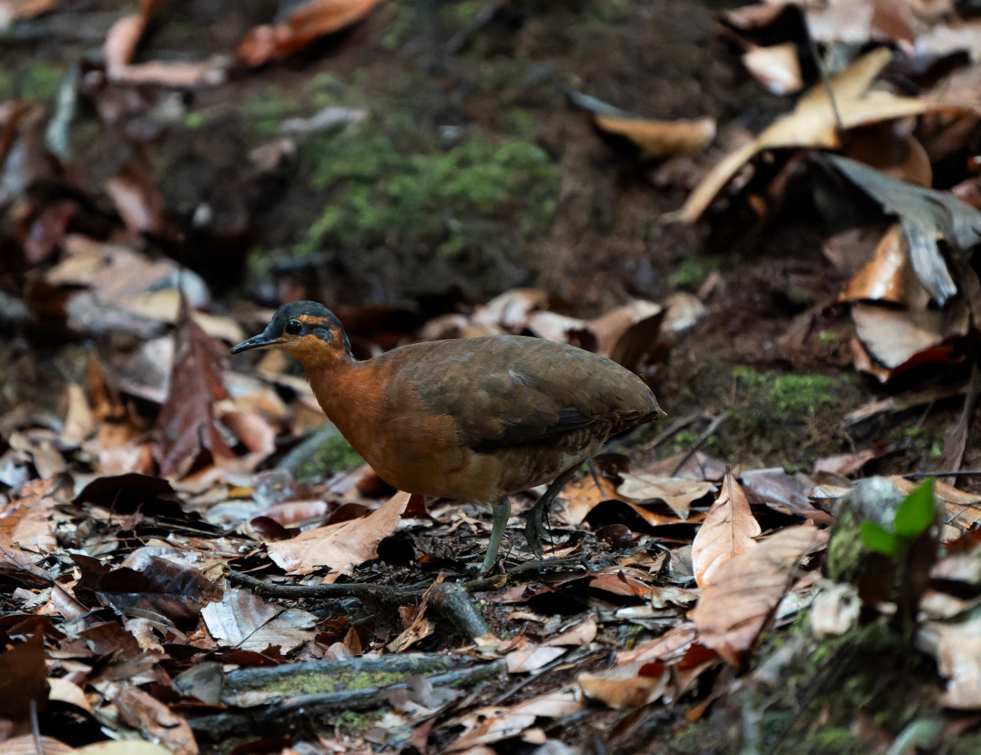 Nova espécie de ave, o inhambu Sururina-da-serra, é registrada no Parque Nacional da Serra do Divisor (AC)