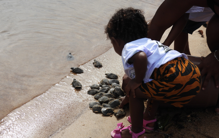Proteção contínua do ICMBio garante recorde de nascimentos de tartaruga-da-Amazônia no Pará