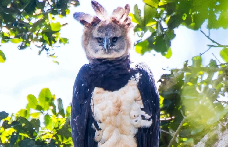 Registro inédito de harpia reforça riqueza da biodiversidade no Parque Nacional e Histórico do Monte Pascoal