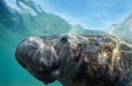Está aberta concorrência para Concessão do Ecoparque Peixe-Boi