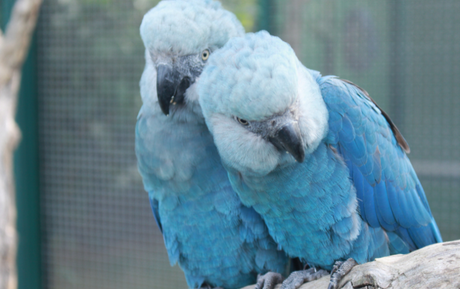 Ararinhas-azuis que estavam em vida livre testam positivo para circovírus