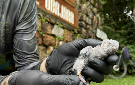 Após mais de um século sem registros, periquito-cara-suja volta a se reproduzir na Serra da Ibiapaba, divisa entre Ceará e Piauí