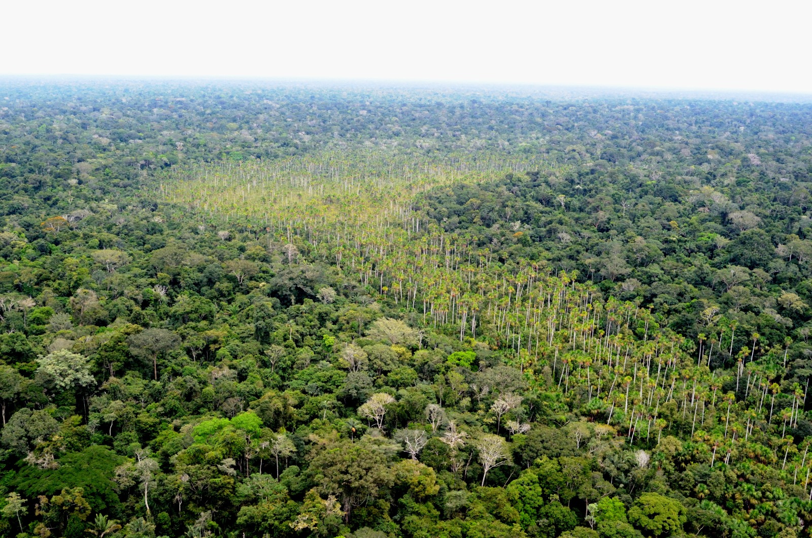 Desmatamento em Unidades de Conservação federais da Amazônia atinge menor nível desde o início da série histórica