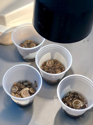 Atividade prática com moluscos Biomphalaria: exposição à luz para soltura de cercárias de Schistosoma mansoni - Bragança/PA.