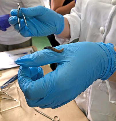 Atividade de fixação de moluscos Biomphalaria, coletados durante atividade de campo, na cidade de Bragança/PA.