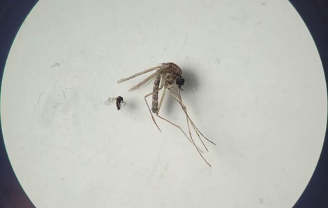 240724-mosquitos-oropuche-1100x700.jpg
