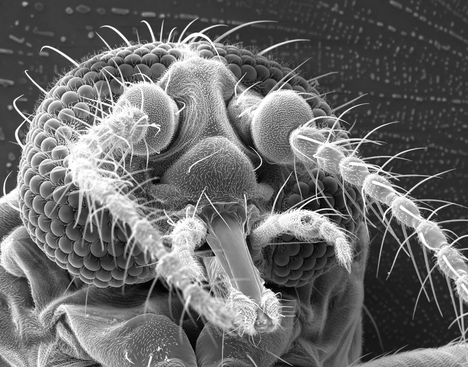 Culicoides paraensis.jpg