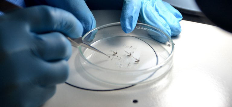 IEC participa do COE para Arboviroses copiar.jpg