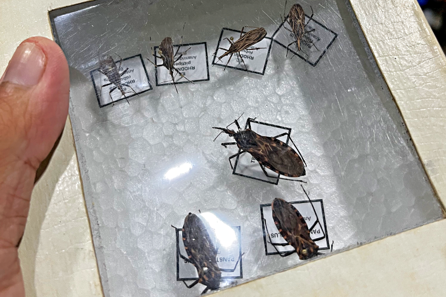 Vários tipos de barbeiros que podem ser encontrados e devem ser levados aos Centro de Vigilância em Saúde dos municipios