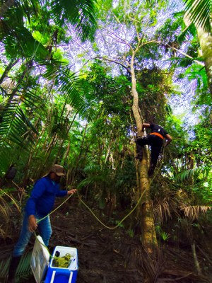Pessoa sobe em árvore com corda enquanto outra auxilia no chão, em floresta densa