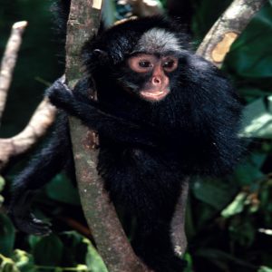Macaco-aranha - Instituto Anami