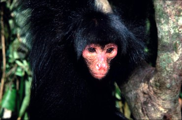 Macaco-aranha Andante Com Pelo Preto E Cinzento Cabeça Pequena Com