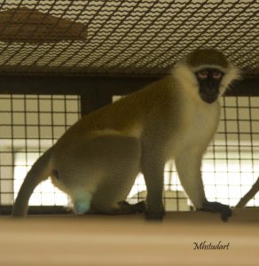 Macaco Verde Africano (Vervet Monkey-ing.)