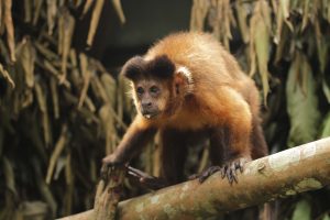 Macaco-Prego - Saúde Animal
