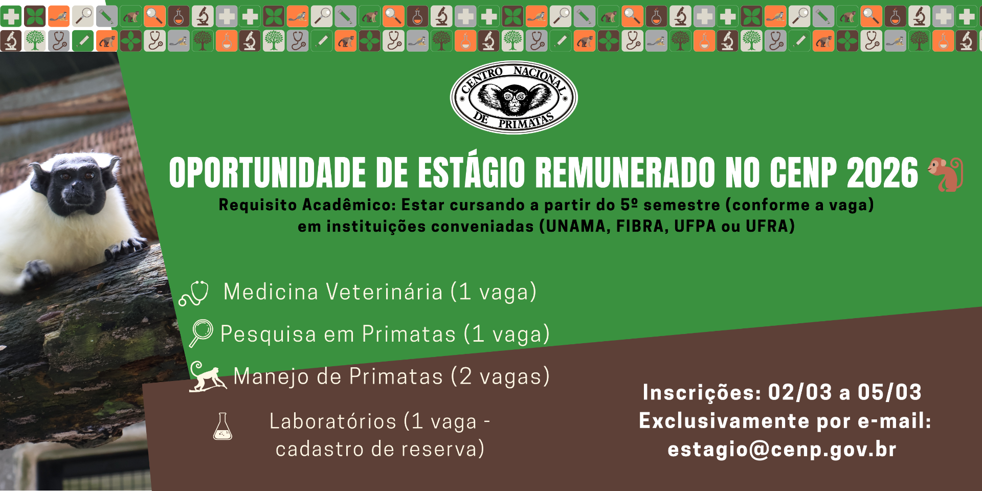 O Centro Nacional de Primatas (CENP) abre inscrições para Processo Seletivo de Estágio Remunerado