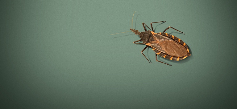 Estudo Doença de Chagas copiar.jpg