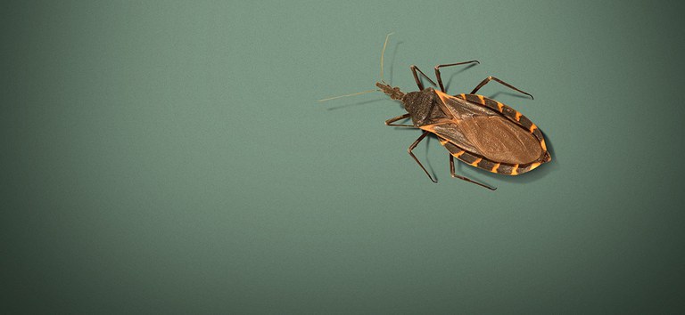 Estudo Doença de Chagas copiar.jpg