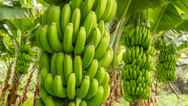 Cacho com bananas verdes