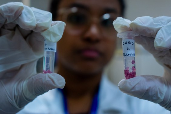 Samara Mendes com as nanopartículas de ouro