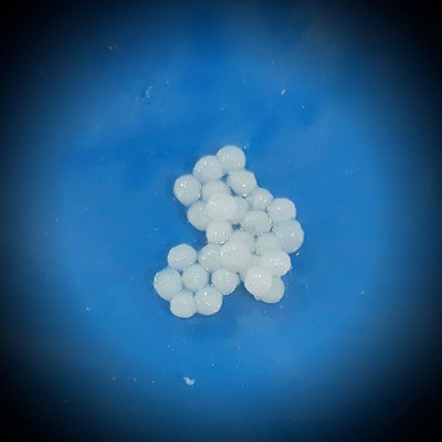 micropartículas do biopolímero estudado
