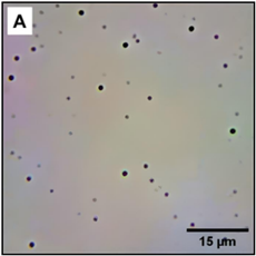 Imagem microscópica das microesferas em uma solução aquosa.