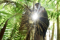 Cronograma do edital do Comitê Nacional de Enfrentamento ao Racismo Ambiental e Climático é retificado
