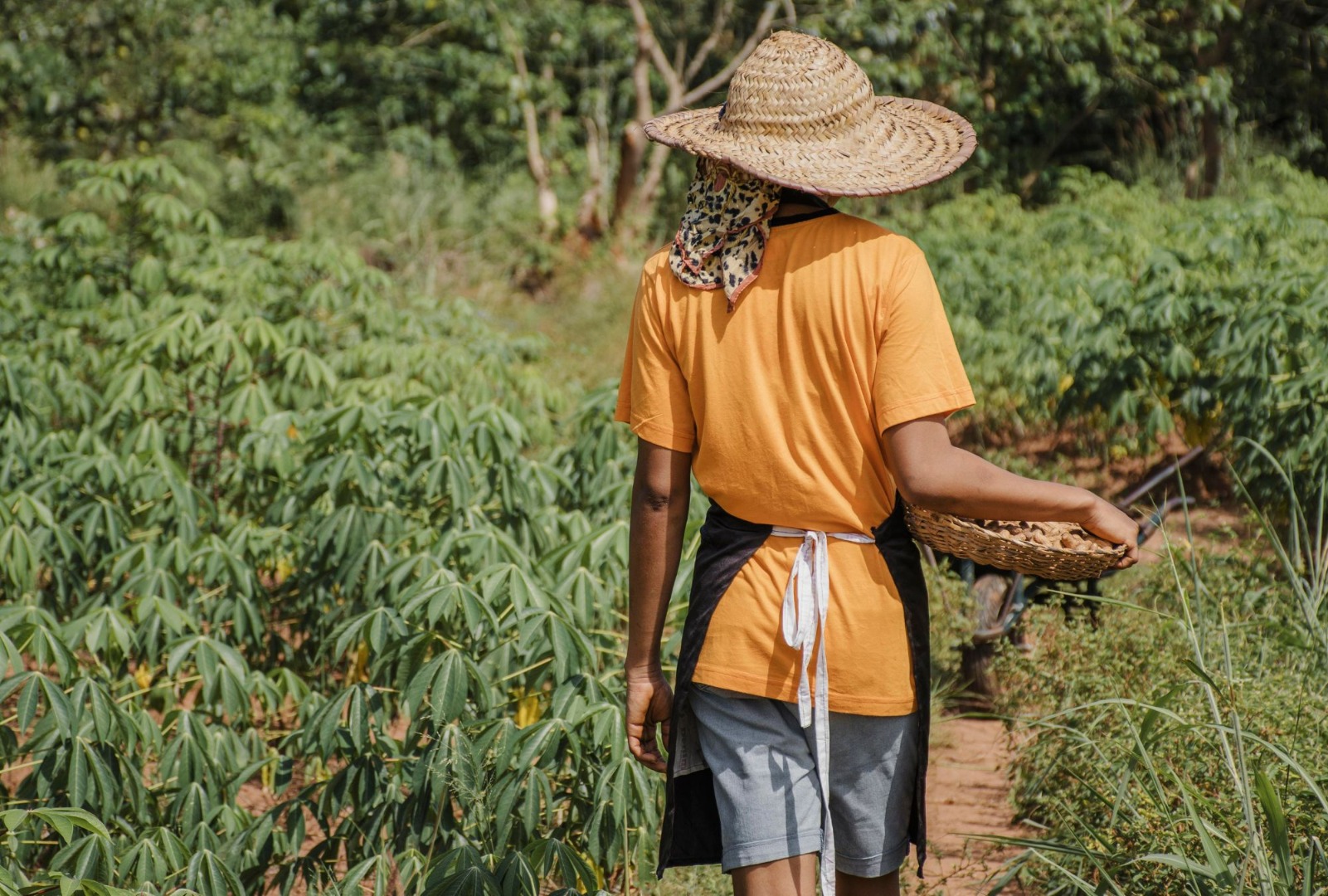 Organizações da sociedade civil têm até 31 de julho para se inscrever no Prêmio Brasil que Alimenta