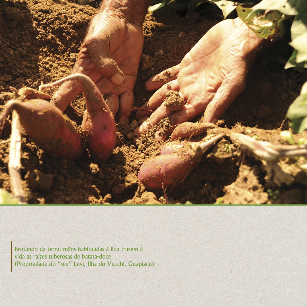 Mãos habituadas à lida trazem à vida as raízes tuberosas, de batata-doce.