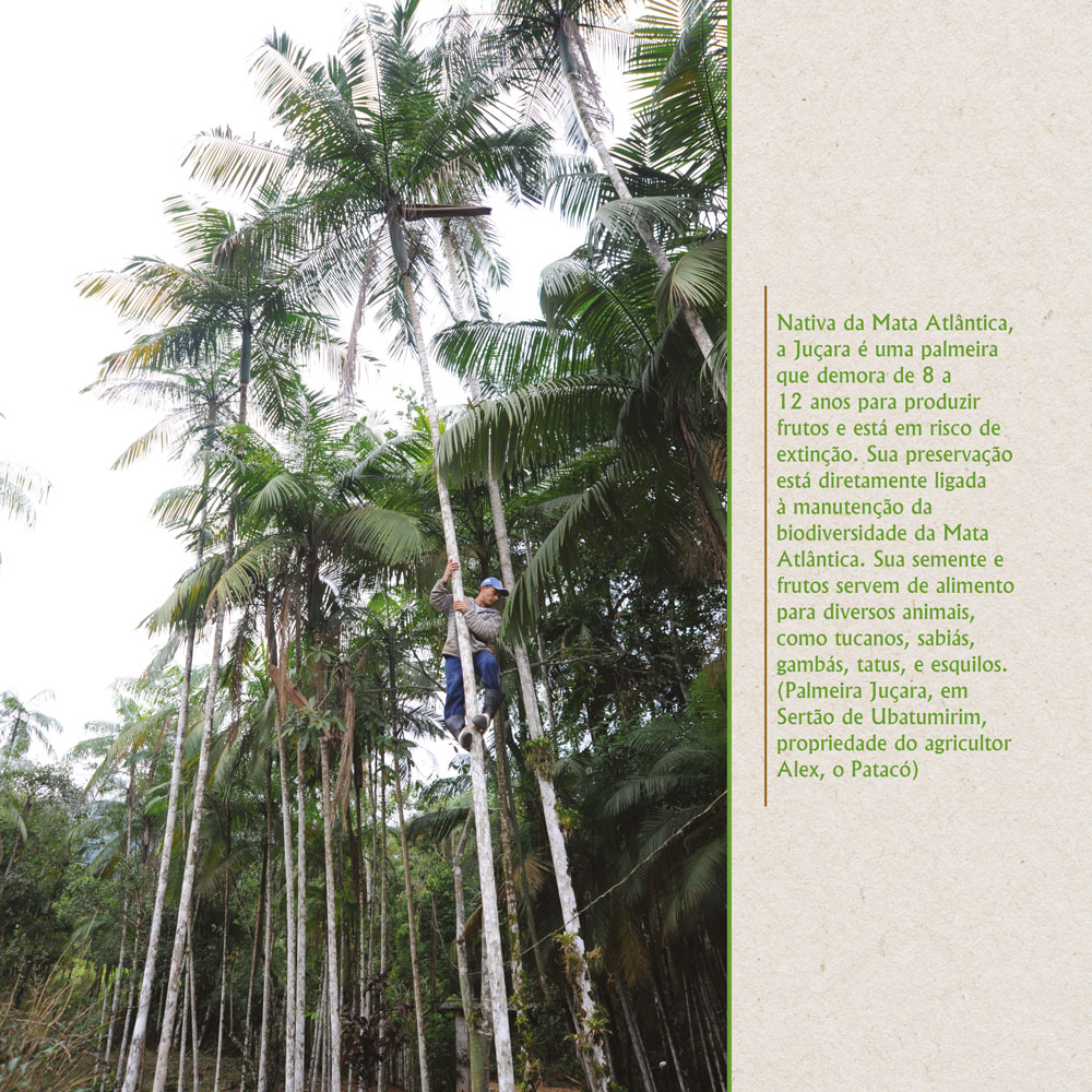 Nativa da Mata Atlântica, a Juçara é uma palmeira que demora 8 a 12 anos para produzir frutos e está em risco de extinção.
