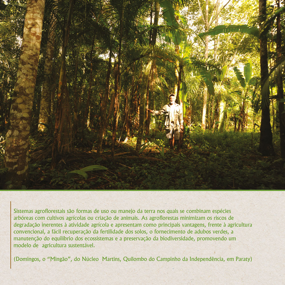 Sistemas agroflorestais são formas de uso ou manejo da terra nos quais se combinam espécies arbóreas com cultivos agrícolas ou criação de animais. As agroflorestas minimizam o riscos de degradação inerentes à atividade agrícola.