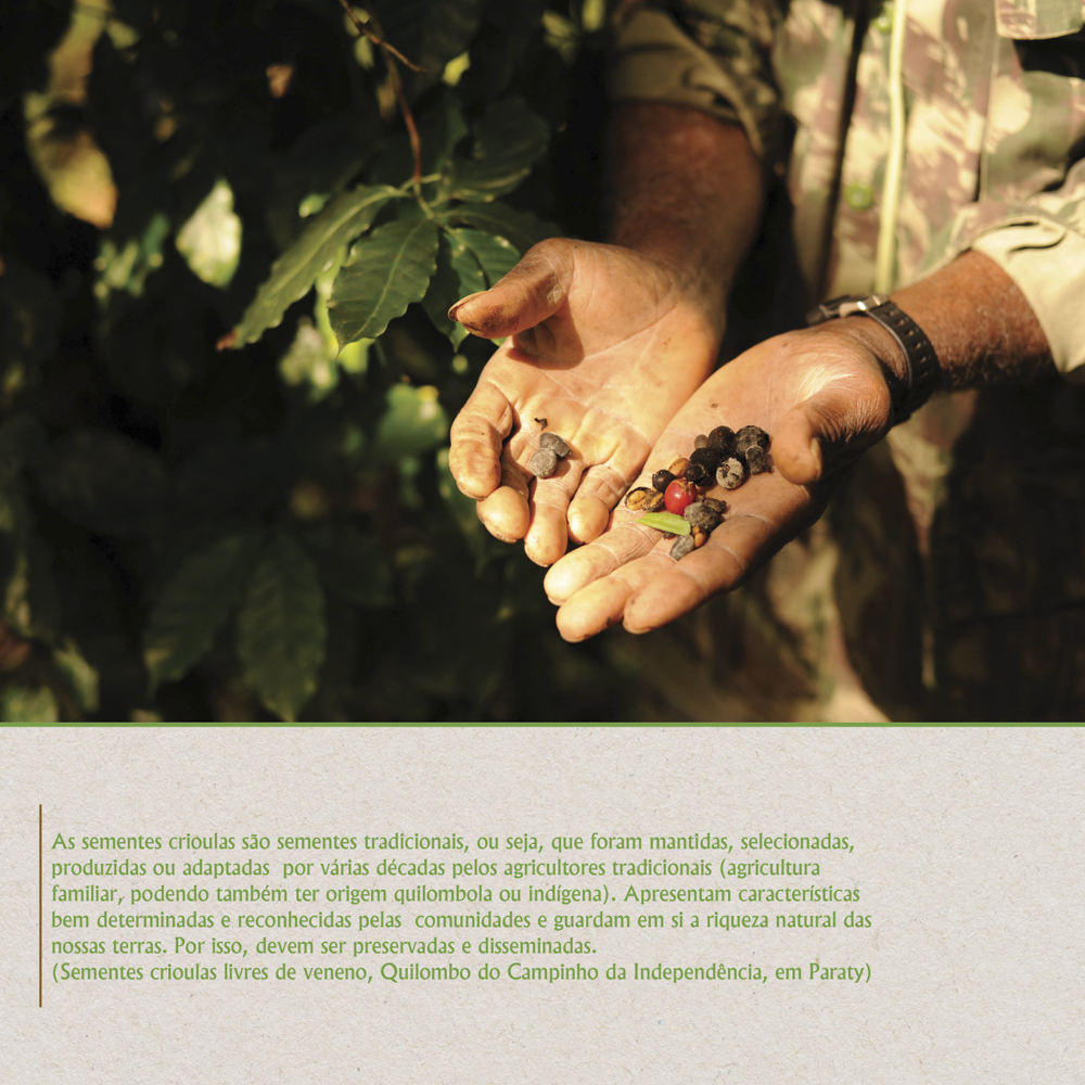 As sementes crioulas são sementes tradicionais, ou seja, que foram mantidas, selecionadas, produzidas ou adaptadas por várias décadas pelos agricultores tradicionais (familiar, quilombola ou indígena).