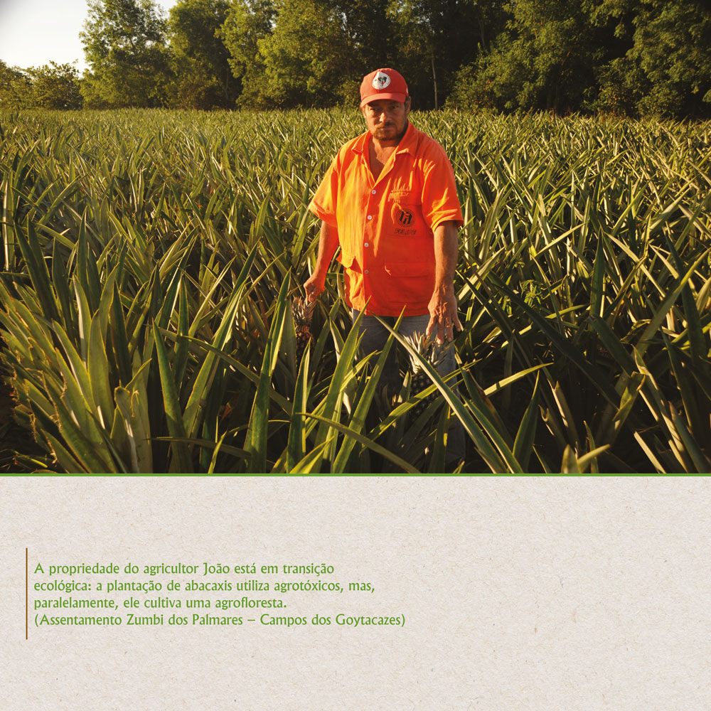 A plantação de abacaxis utiliza agrotóxicos, mas, paralelamente, ele cultiva uma agrofloresta.